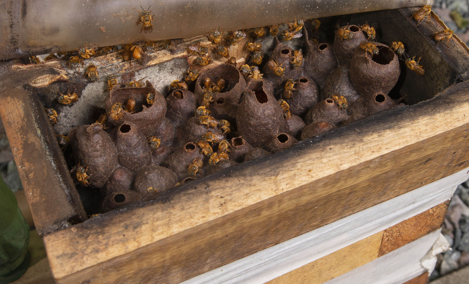 TECPAR UNESPAR ABELHA