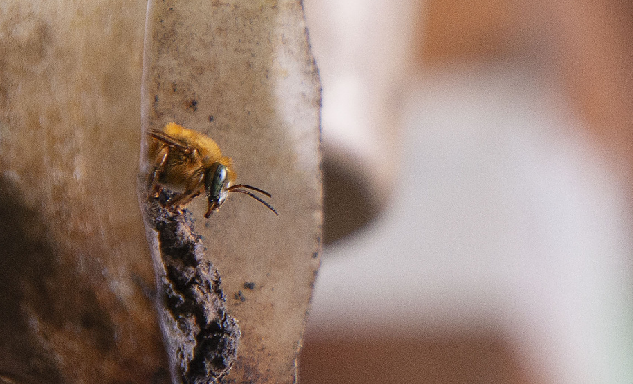 TECPAR UNESPAR ABELHA