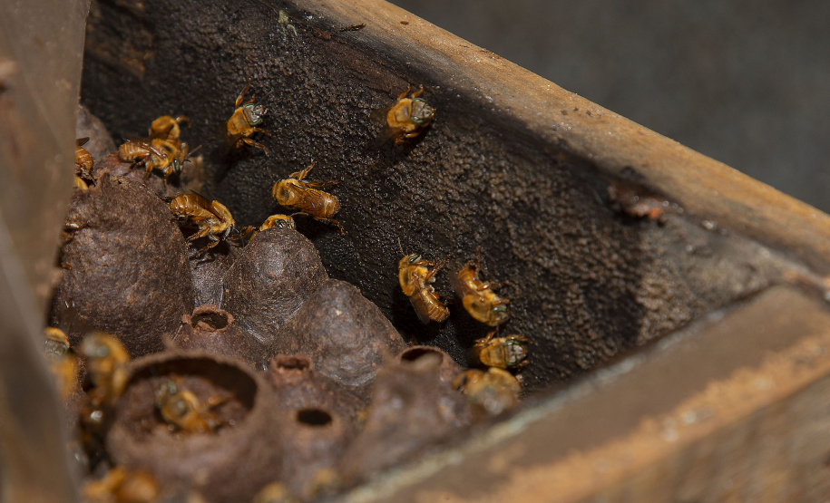 TECPAR UNESPAR ABELHA