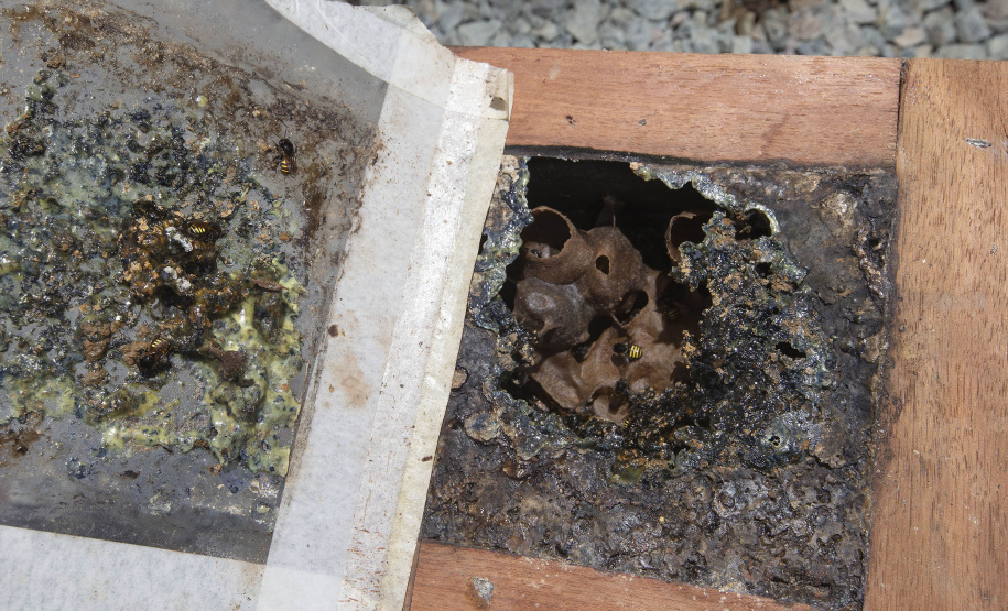 TECPAR UNESPAR ABELHA