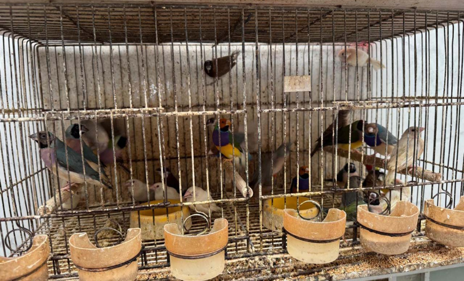 PCPR resgata mais de 5 mil aves exóticas de situação de maus tratos em Arapongas