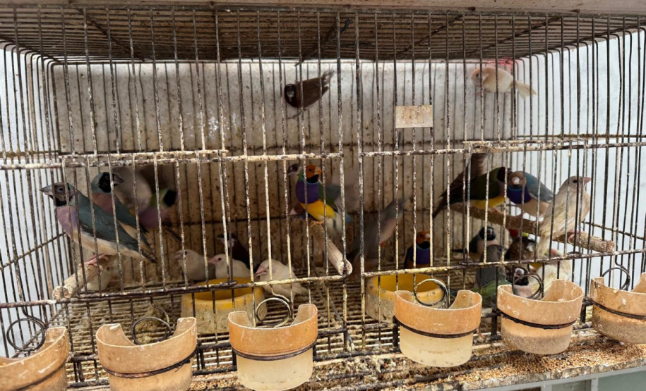 Abril Laranja: maus tratos não se limitam à agressão física, denuncie!