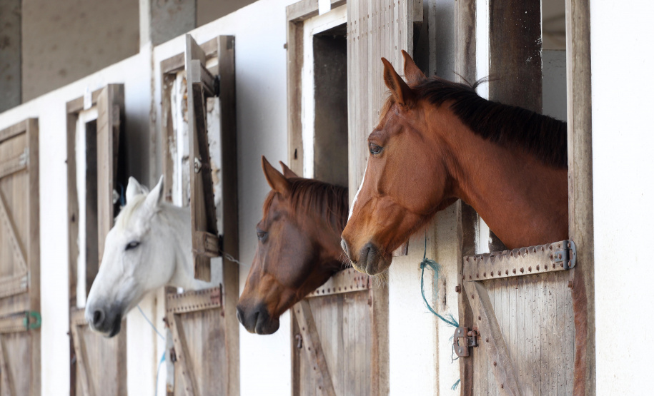 Instituído pelo Estado, Passaporte Equestre facilita emissão de GTA para equídeos