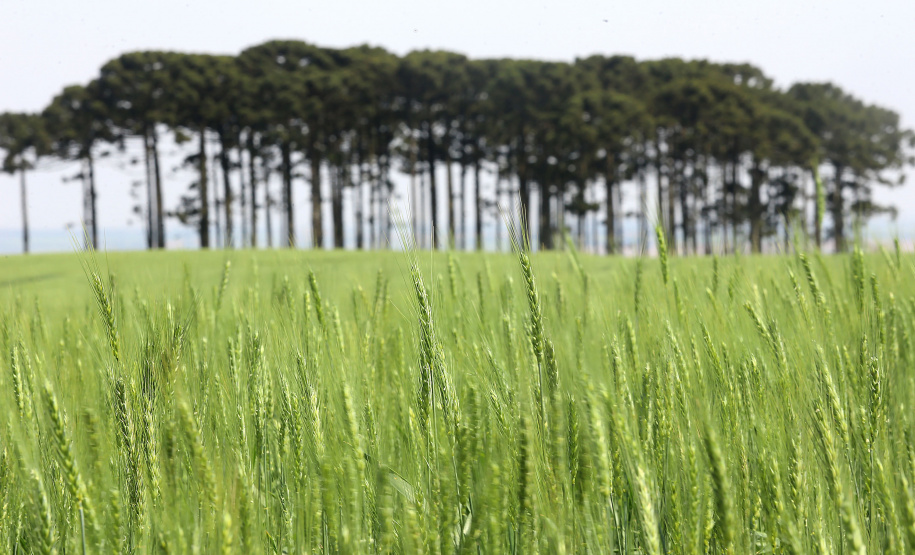 Paraná pode ter maior área de cevada da história consolidando liderança de produção