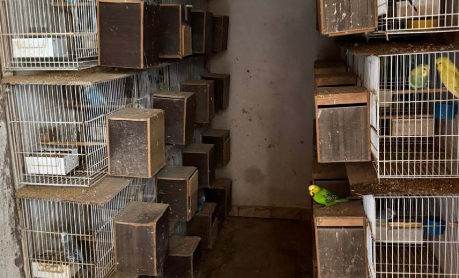 PCPR resgata mais de 5 mil aves exóticas de situação de maus tratos em Arapongas