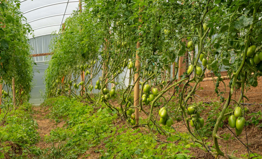 SEGURANÇA ALIMENTAR