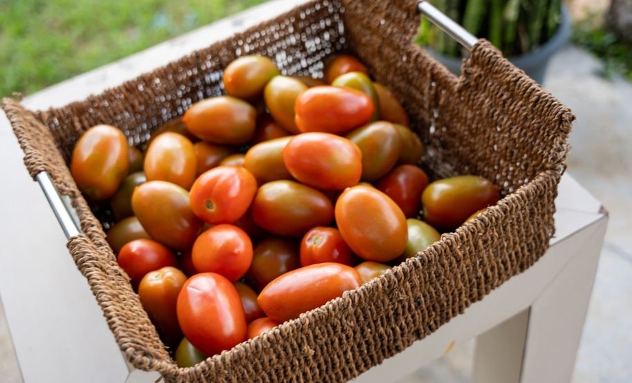 SEGURANÇA ALIMENTAR