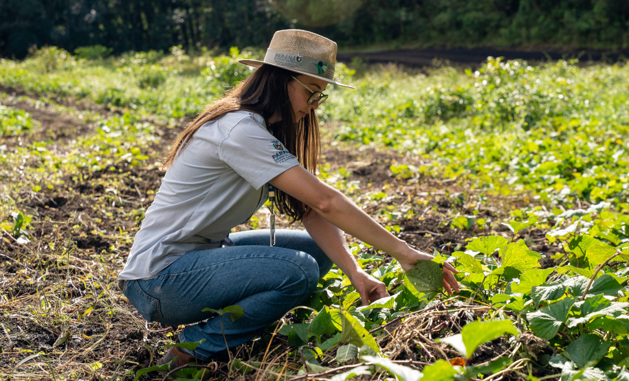 SEGURANÇA ALIMENTAR