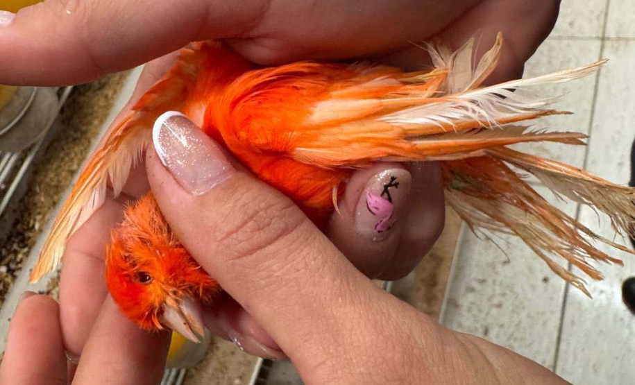 PCPR resgata mais de 5 mil aves exóticas de situação de maus tratos em Arapongas