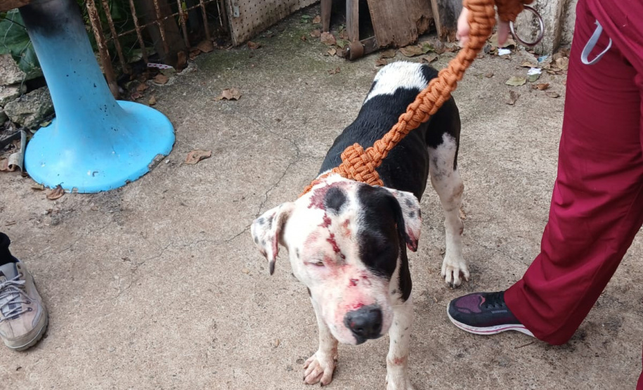 Abril Laranja: maus tratos não se limitam à agressão física, denuncie!