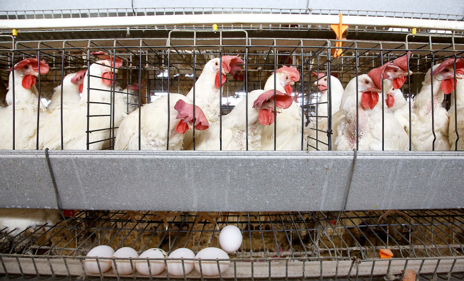 Produção de ovos cresce no Paraná em 2024 e tendência é de alta