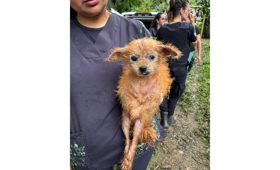 Abril Laranja: maus tratos não se limitam à agressão física, denuncie!