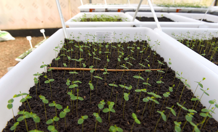 Governo do Estado, por meio dos 19 viveiros florestais do Instituto Água e Terra (IAT), distribuiu 549 mil mudas de espécies nativas do Paraná no 1º trimestre de 2025.