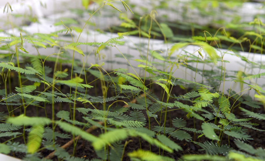 Governo do Estado, por meio dos 19 viveiros florestais do Instituto Água e Terra (IAT), distribuiu 549 mil mudas de espécies nativas do Paraná no 1º trimestre de 2025.