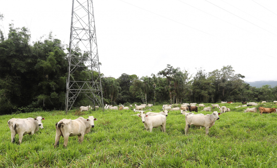 Prazo para atualização obrigatória de rebanhos começa em 1.º de maio