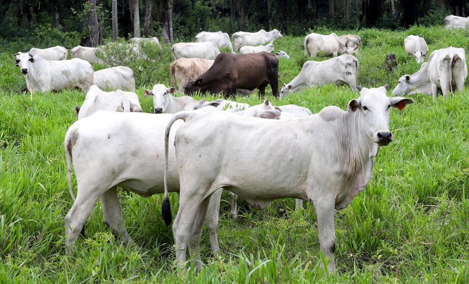 Prazo para atualização obrigatória de rebanhos começa em 1.º de maio