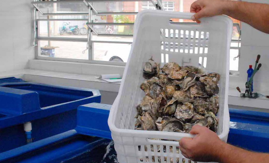 Comercialização de ostras e mexilhões está liberada em Guaratuba
