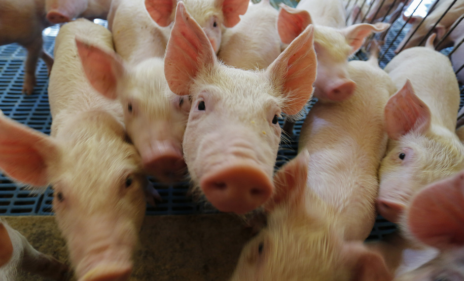 SEAB - Ao reconhecer Estado como zona livre de febre aftosa, Chile passará a importar carne suína paranaense