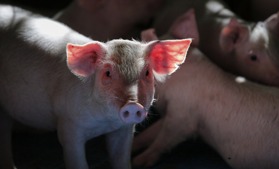 SEAB - Ao reconhecer Estado como zona livre de febre aftosa, Chile passará a importar carne suína paranaense