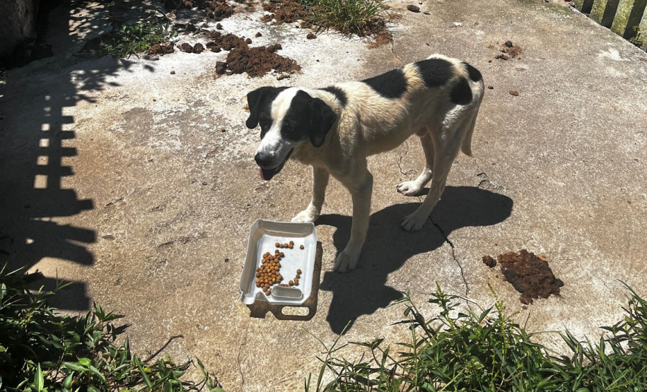 Abril Laranja: maus tratos não se limitam à agressão física, denuncie!