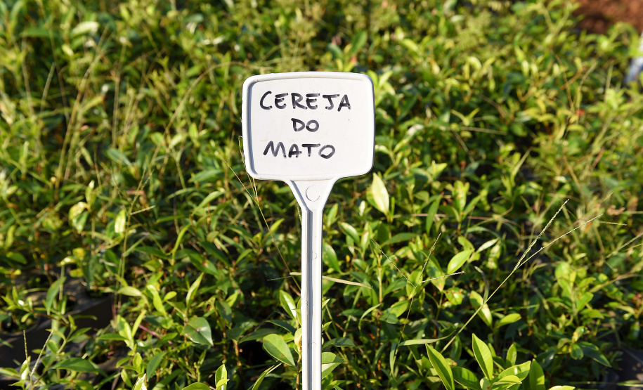 Governo do Estado, por meio dos 19 viveiros florestais do Instituto Água e Terra (IAT), distribuiu 549 mil mudas de espécies nativas do Paraná no 1º trimestre de 2025.