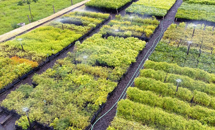 Governo do Estado, por meio dos 19 viveiros florestais do Instituto Água e Terra (IAT), distribuiu 549 mil mudas de espécies nativas do Paraná no 1º trimestre de 2025.