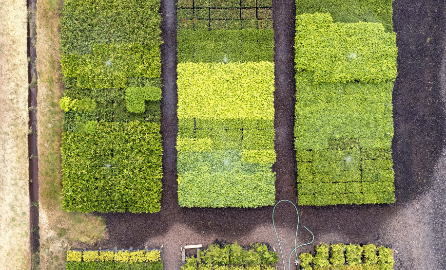 Governo do Estado, por meio dos 19 viveiros florestais do Instituto Água e Terra (IAT), distribuiu 549 mil mudas de espécies nativas do Paraná no 1º trimestre de 2025.