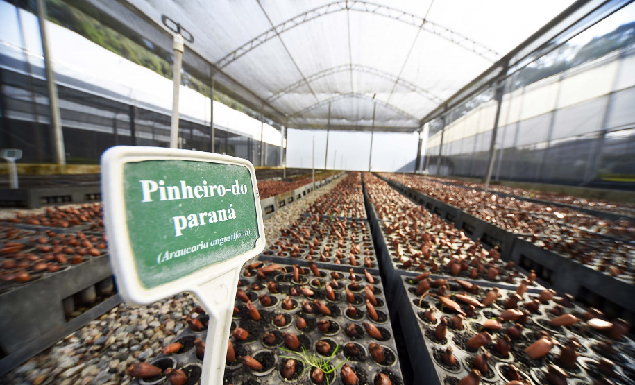 Governo do Estado, por meio dos 19 viveiros florestais do Instituto Água e Terra (IAT), distribuiu 549 mil mudas de espécies nativas do Paraná no 1º trimestre de 2025.