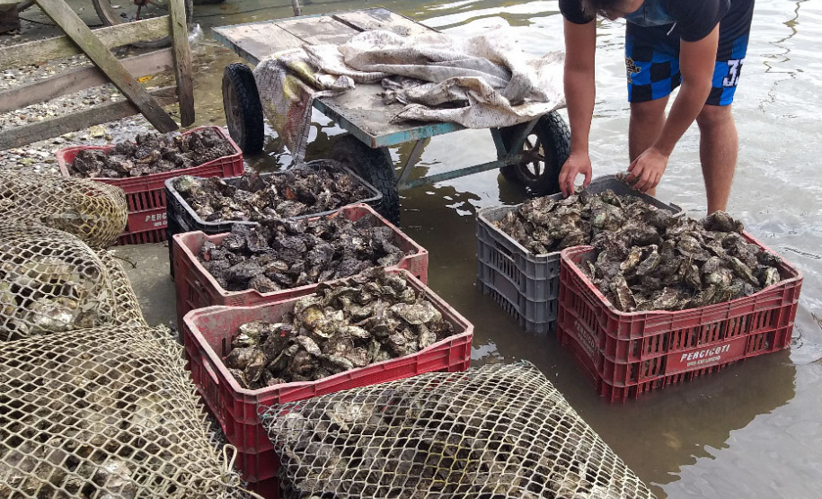 Comercialização de ostras e mexilhões está liberada em Guaratuba