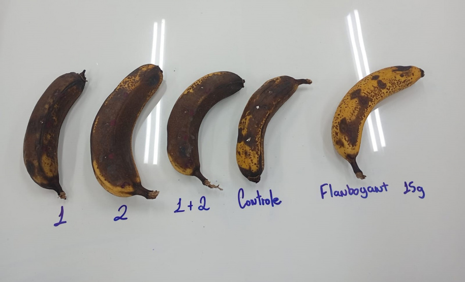 SEED ESTUDANTE PREMIADA MAIOR FEIRA DE CIÊNCIAS