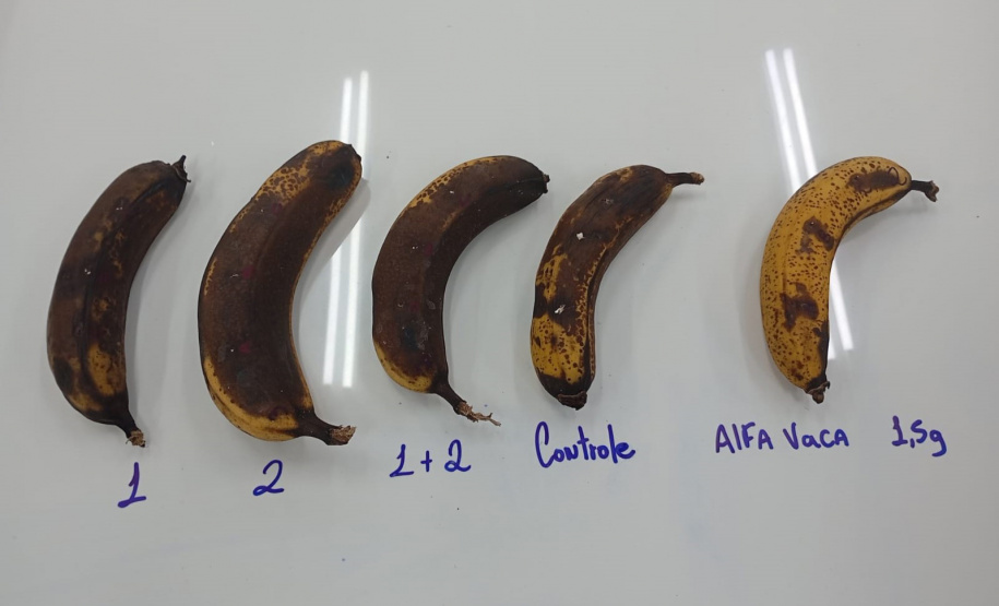 SEED ESTUDANTE PREMIADA MAIOR FEIRA DE CIÊNCIAS