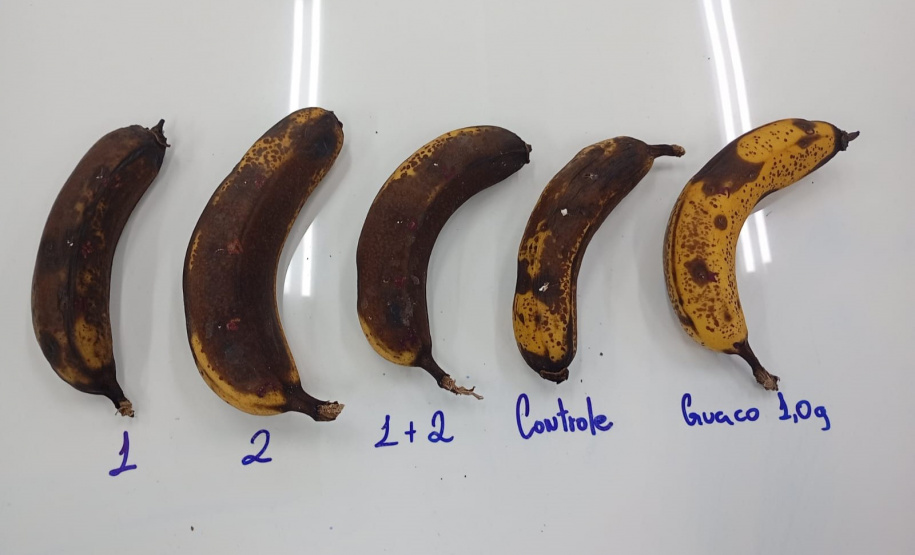 SEED ESTUDANTE PREMIADA MAIOR FEIRA DE CIÊNCIAS