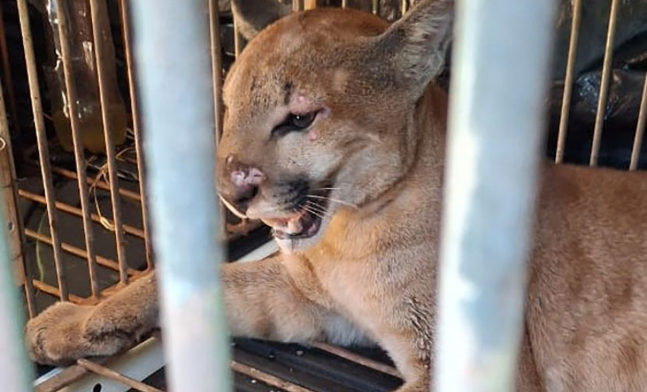 Após captura e avaliação por parte de técnicos do Instituto Água e Terra, onça-parda foi devolvida à natureza