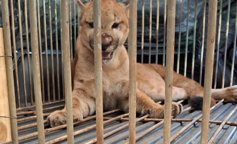 Após captura e avaliação por parte de técnicos do Instituto Água e Terra, onça-parda foi devolvida à natureza