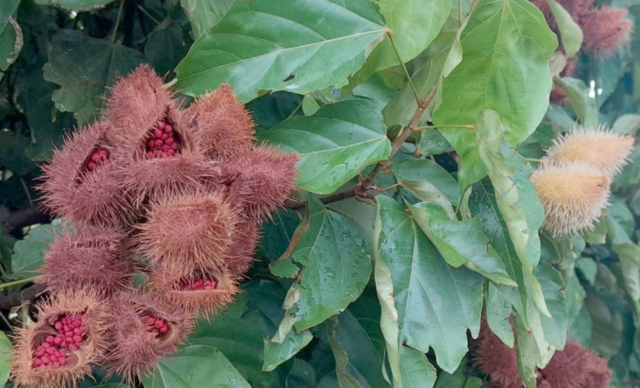 URUCUM