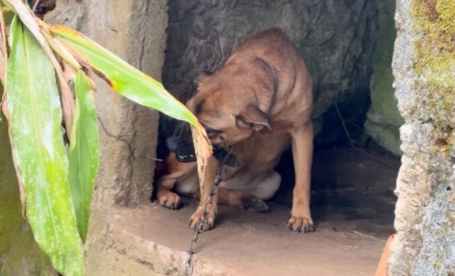 PCPR CANIL CLANDESTINO