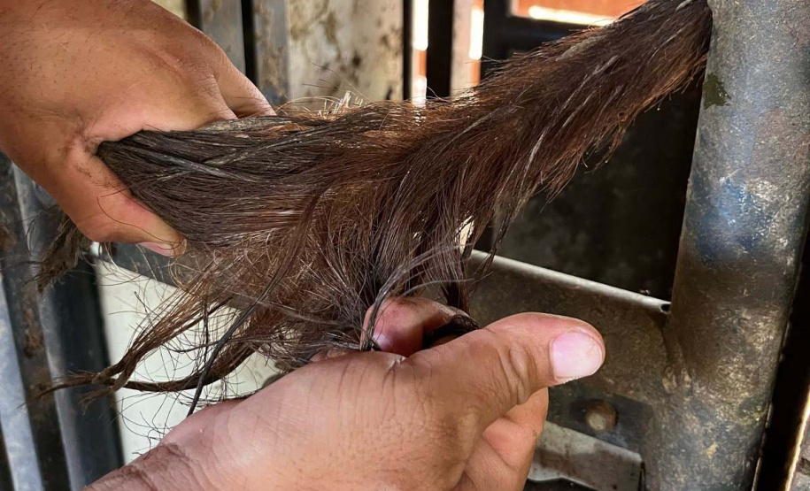 Melhoramento genético da raça Purunã deve ampliar oferta e elevar qualidade da carne