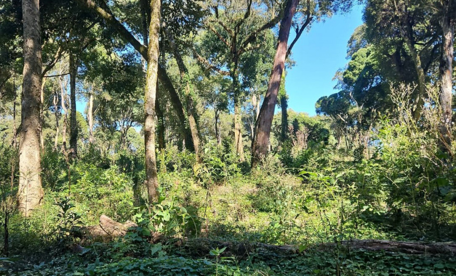 IAT autuou a responsável por uma propriedade rural de Guarapuava em R$ 322 mil por desmatamento ilegal da Mata Atlântica.