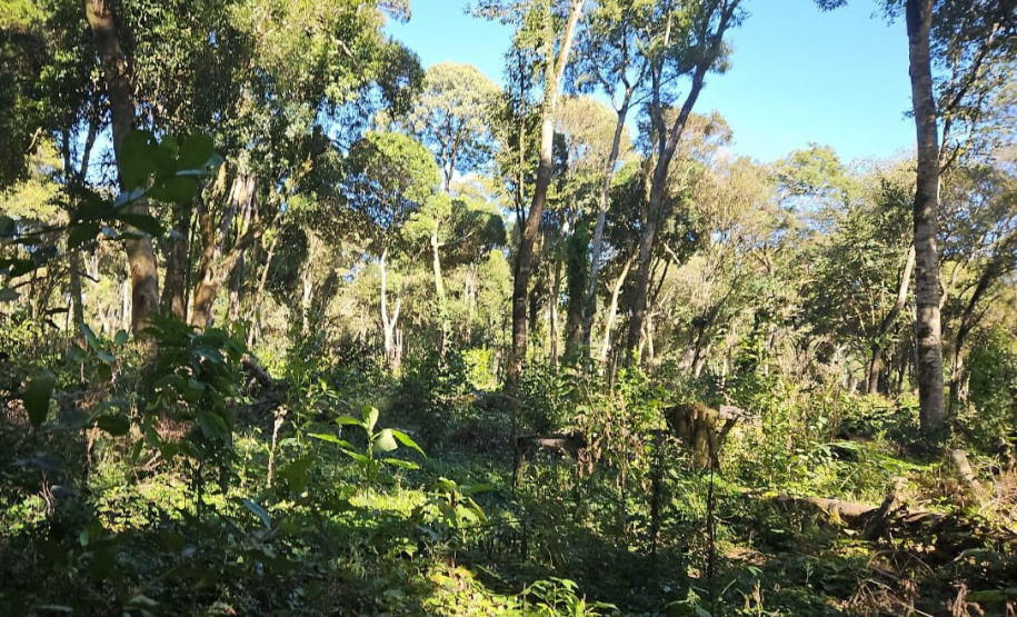 IAT autuou a responsável por uma propriedade rural de Guarapuava em R$ 322 mil por desmatamento ilegal da Mata Atlântica.