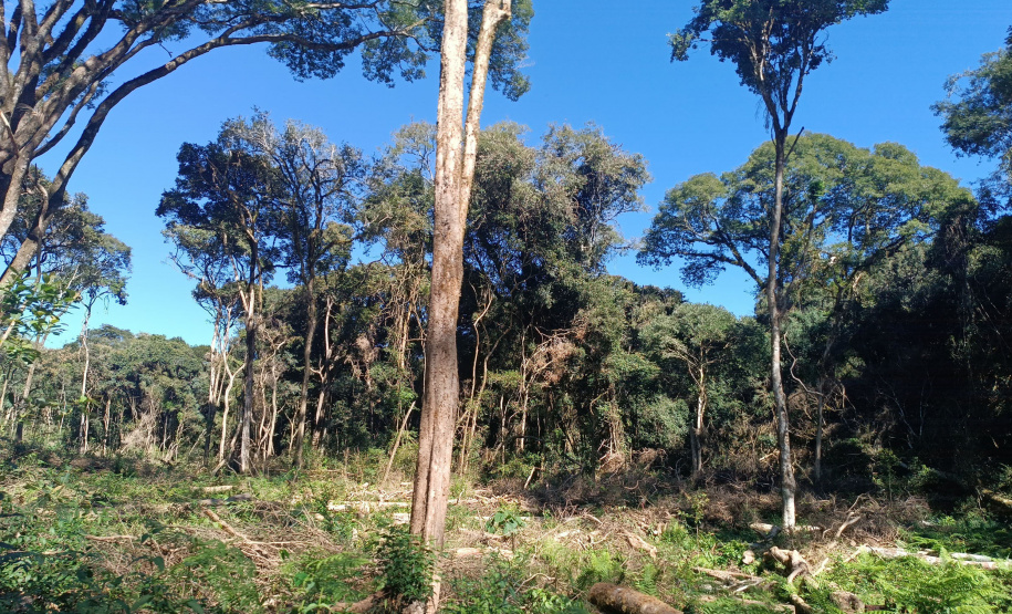 IAT autuou a responsável por uma propriedade rural de Guarapuava em R$ 322 mil por desmatamento ilegal da Mata Atlântica.