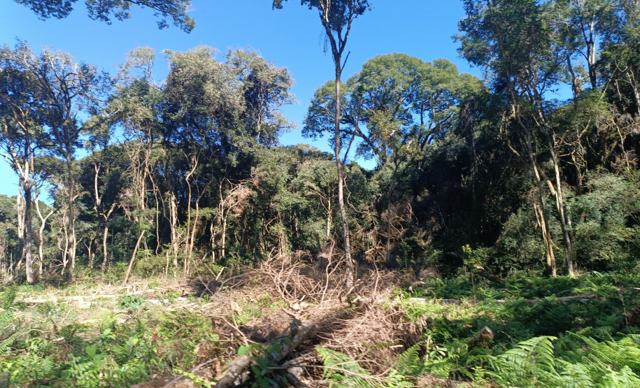 IAT autuou a responsável por uma propriedade rural de Guarapuava em R$ 322 mil por desmatamento ilegal da Mata Atlântica.
