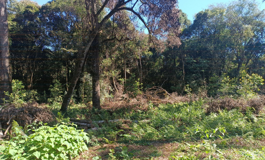 IAT autuou a responsável por uma propriedade rural de Guarapuava em R$ 322 mil por desmatamento ilegal da Mata Atlântica.