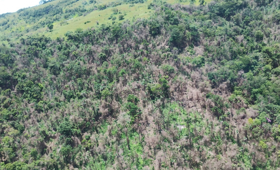 IAT identificou 478 hectares de área de vegetação danificada por fogo em quatro fazendas de Ribeirão Claro, no Norte Pioneiro