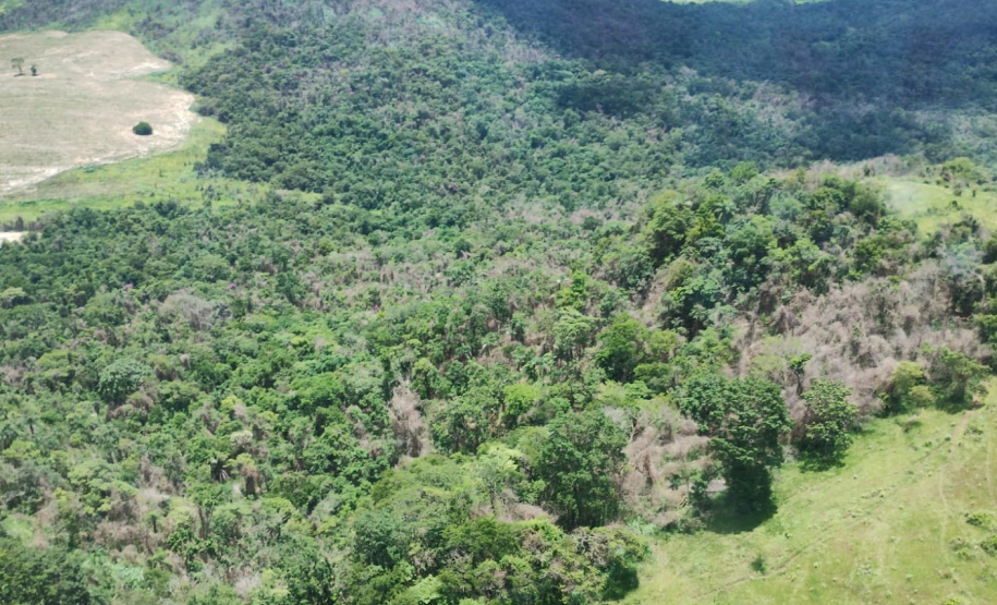 IAT identificou 478 hectares de área de vegetação danificada por fogo em quatro fazendas de Ribeirão Claro, no Norte Pioneiro