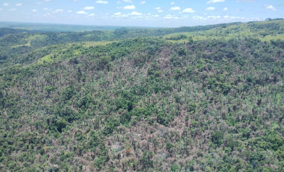 IAT identificou 478 hectares de área de vegetação danificada por fogo em quatro fazendas de Ribeirão Claro, no Norte Pioneiro