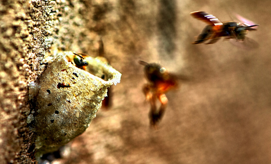 Dia Mundial da Abelha: Poliniza Paraná vai chegar a mais 11 complexos ambientais do Estado em 2025