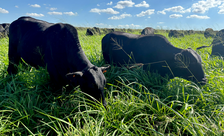 Foto: Alanis Moura Barbosa/Seab