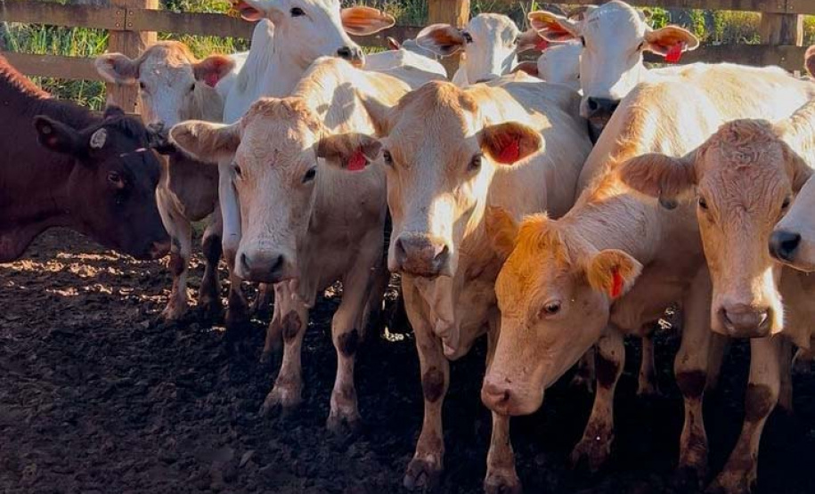 Melhoramento genético da raça Purunã deve ampliar oferta e elevar qualidade da carne