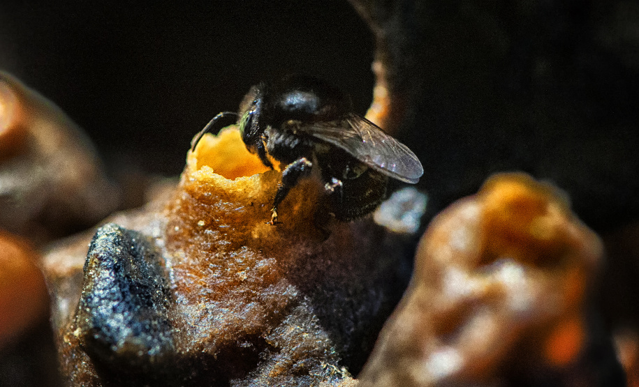 Dia Mundial da Abelha: Poliniza Paraná vai chegar a mais 11 complexos ambientais do Estado em 2025