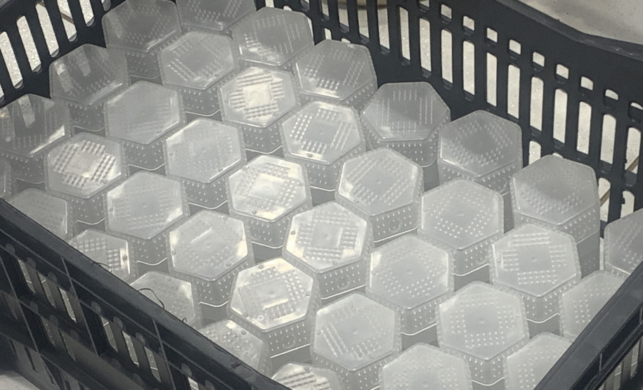 Método Wolbachia: Londrina e Foz do Iguaçu terá ampliação do projeto em 100% do território